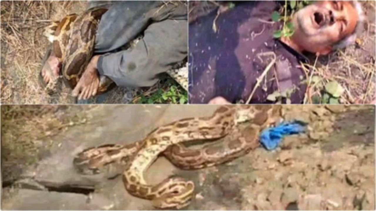 Kota Python Attack: कोटा थर्मल प्लांट में खौफ! झाड़ियों से निकला विशाल पाइथन, कर्मचारी पर जानलेवा हमला