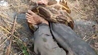 Kota Python Attack: कोटा थर्मल प्लांट में खौफ! झाड़ियों से निकला विशाल पाइथन, कर्मचारी पर जानलेवा हमला