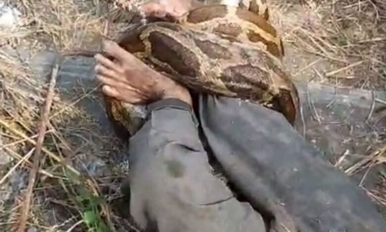 Kota Python Attack: कोटा थर्मल प्लांट में खौफ! झाड़ियों से निकला विशाल पाइथन, कर्मचारी पर जानलेवा हमला