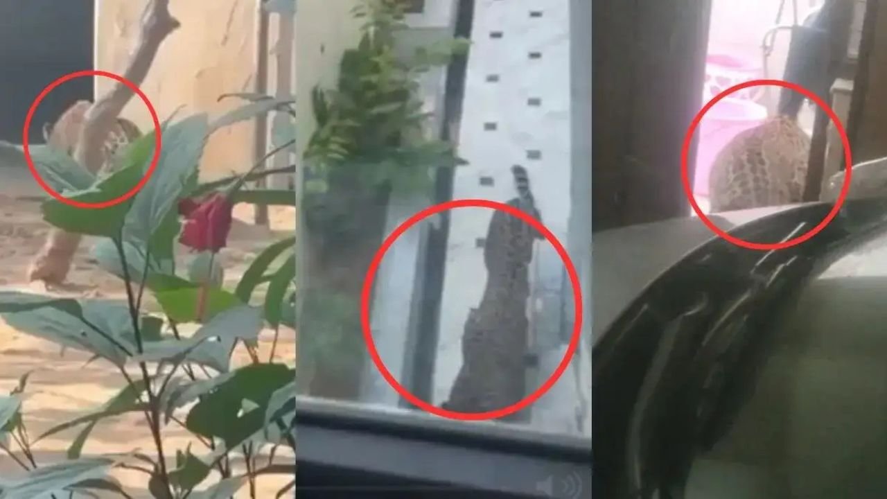 Rajasthan: सुरेश रावत के सरकारी निवास में तेंदुआ घुसा, तुरंत वन विभाग और पुलिस ने नियंत्रण किया